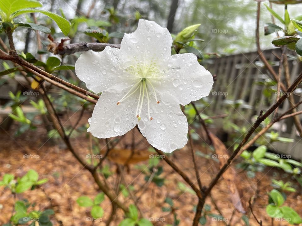 spring flower after rain