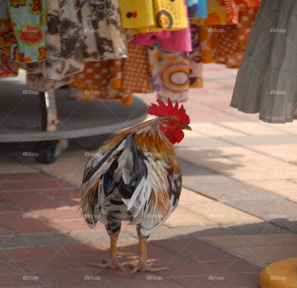 fashion shopping store key west by lightanddrawing