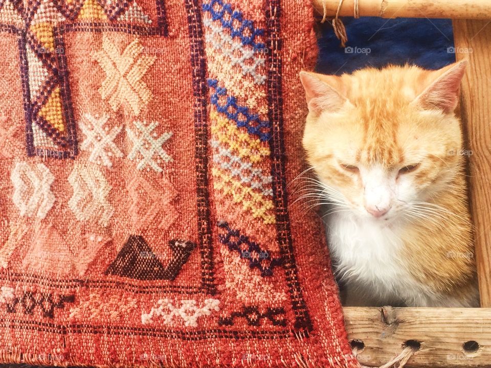 Cat next to Moroccan cloth