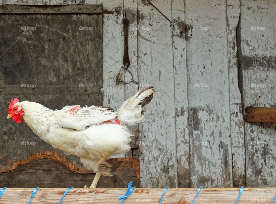 Chicken In The Henhouse
