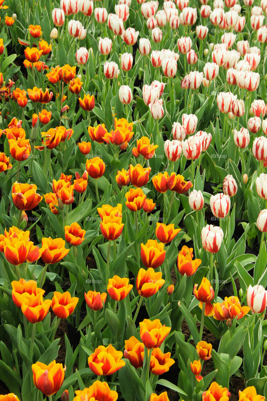 Tulips field 