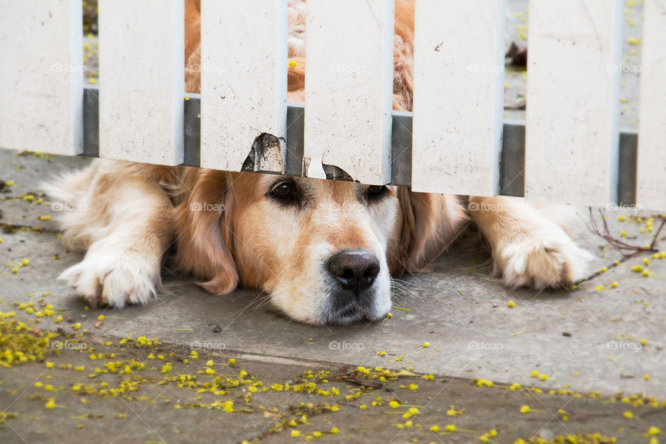 Golden retriever peeking from under gate