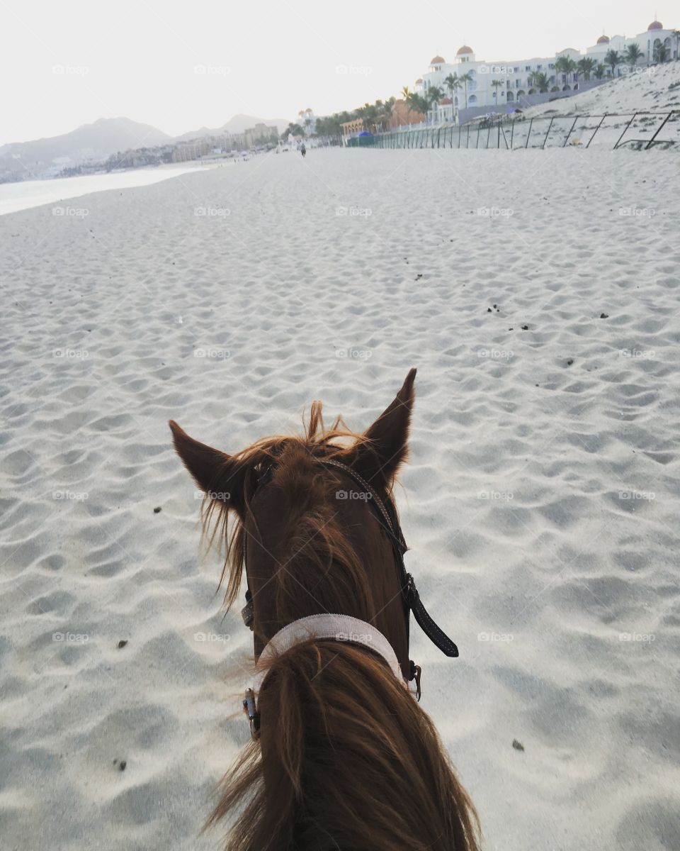 Horse back riding cabo Mexico 