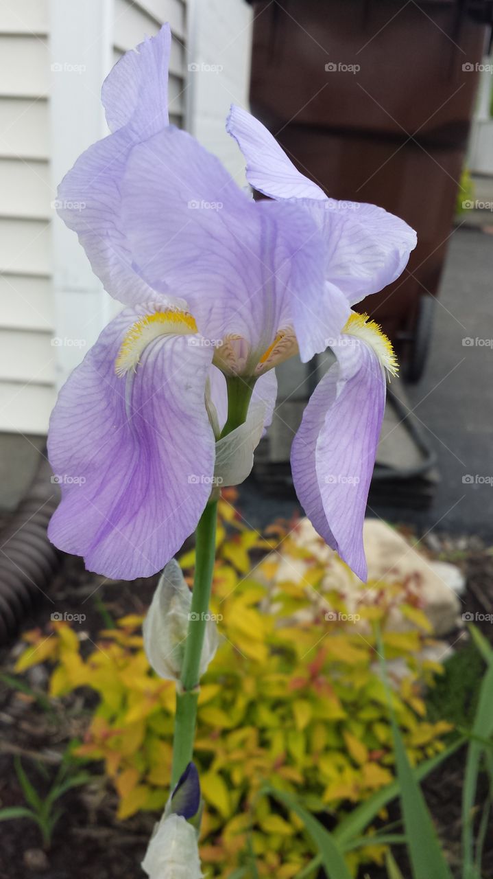 iris. spring flowers