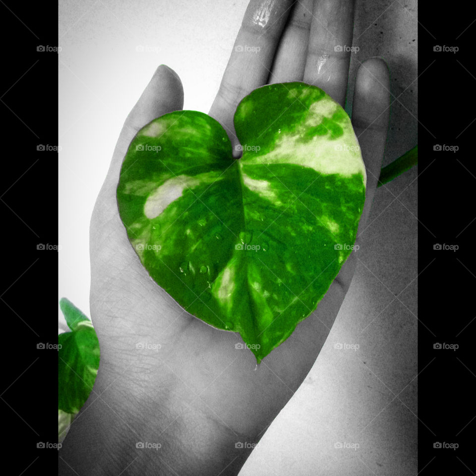 Without sunlight leaf converts in this phase.