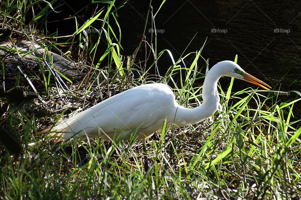 Great White Egret