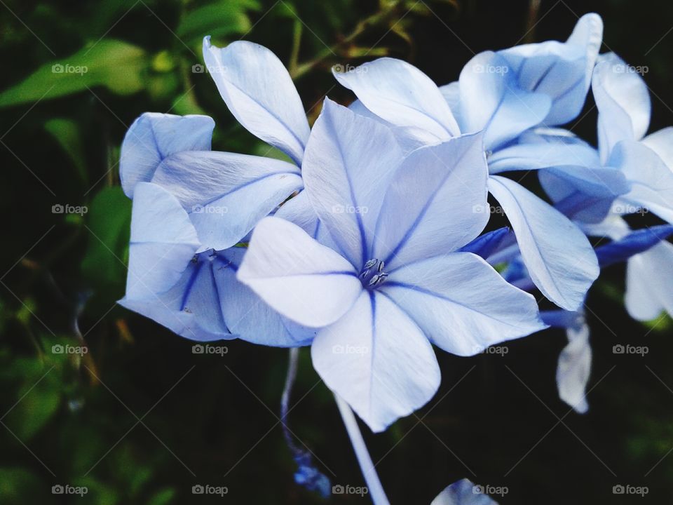 stunning flower 