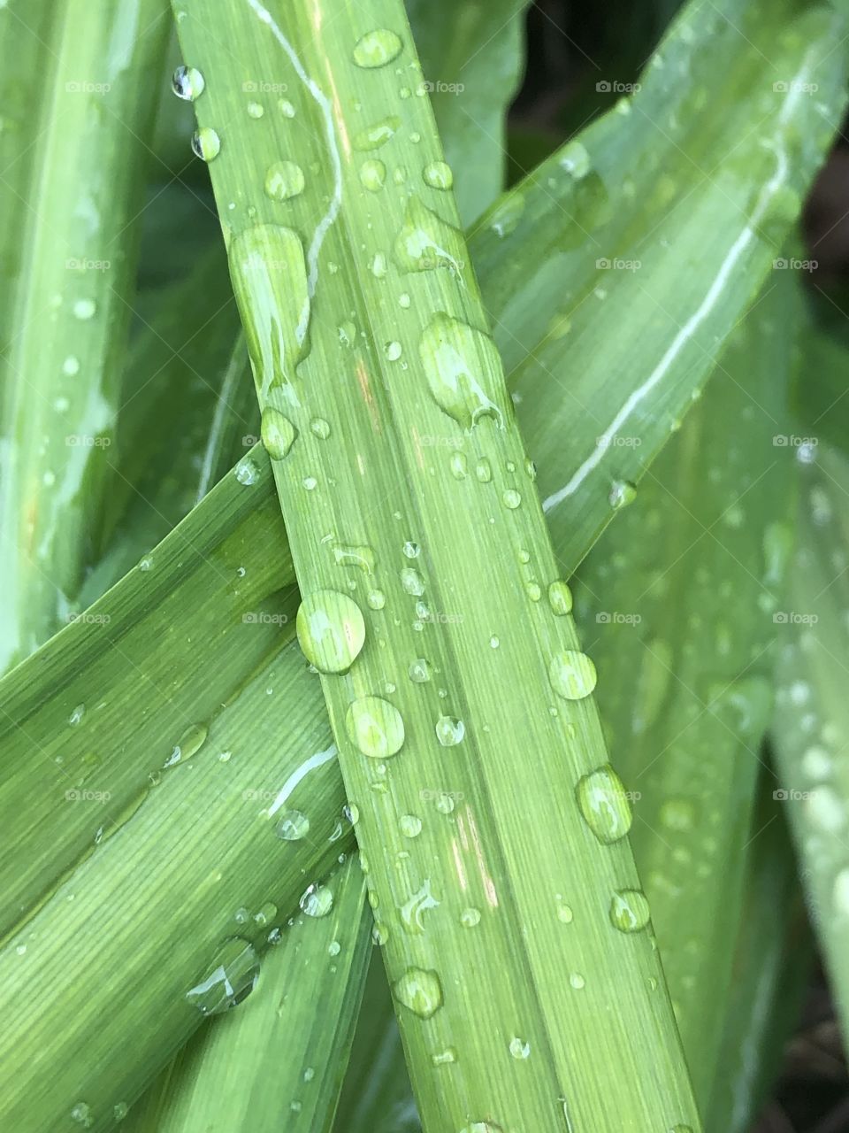 Rain drops on a blade of grass