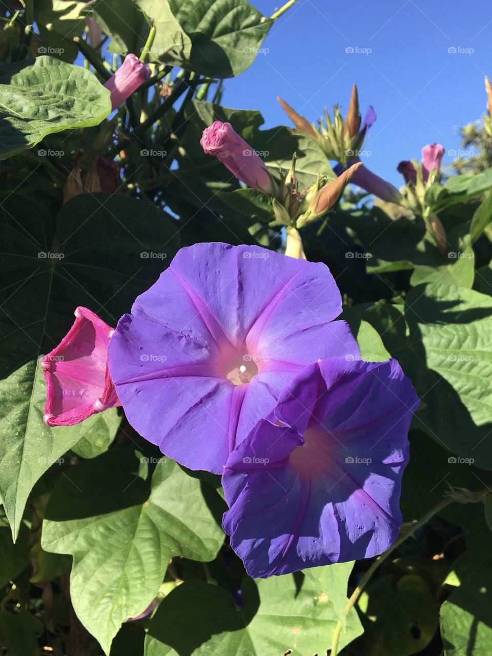 Purple sunny flowers