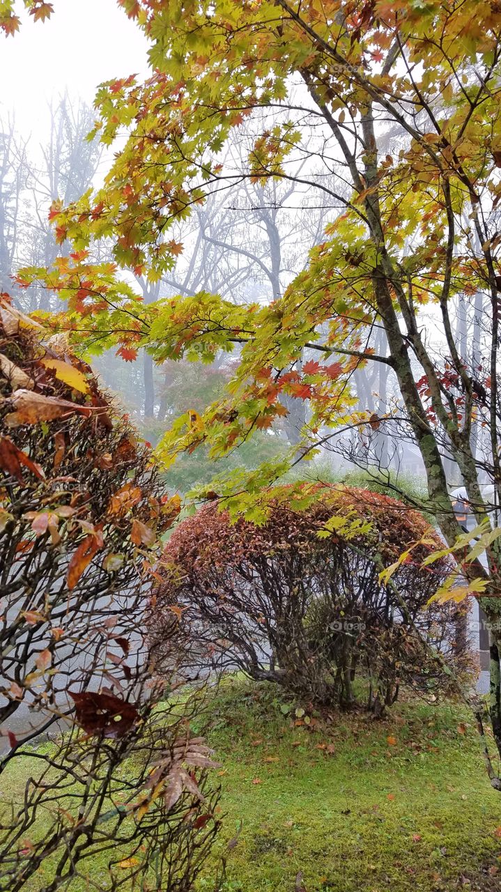 Foggy fall foliage