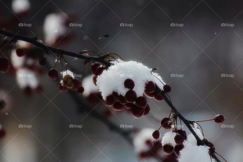 Snow covered crab apples
