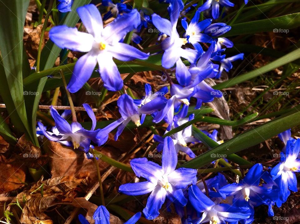 Spring flowers