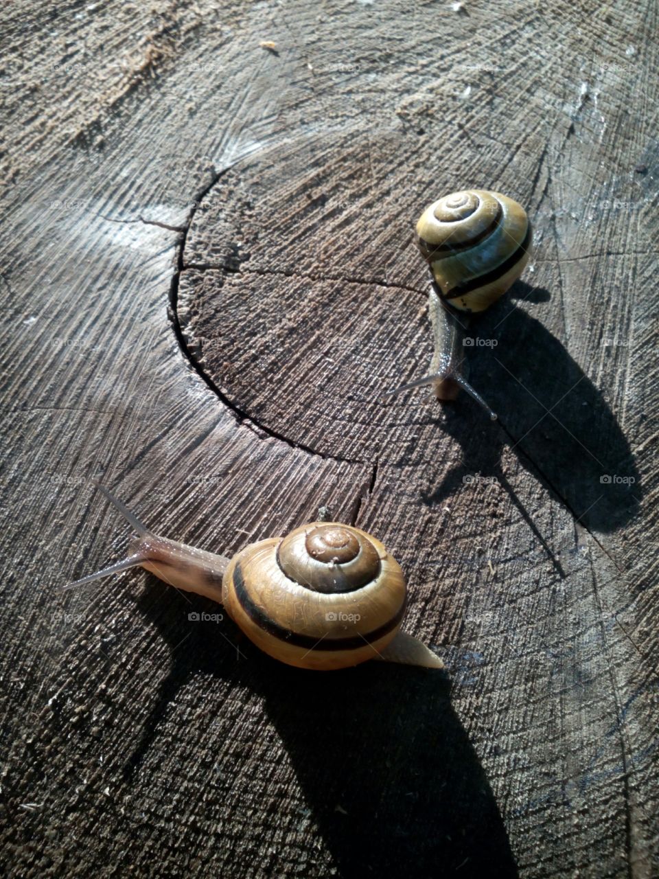 Snail, Wood, Shellfish, Desktop, Wooden