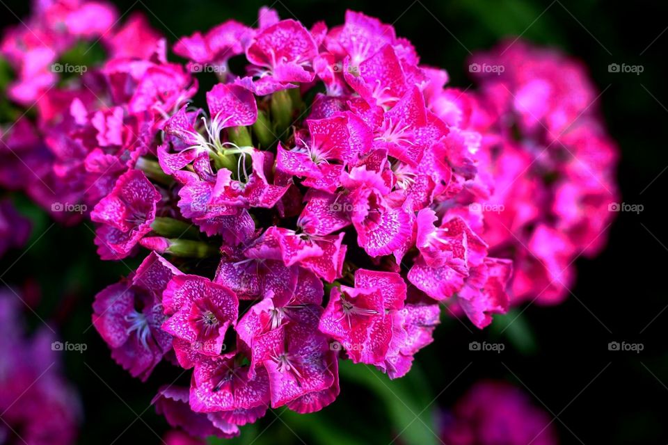 Beautiful pink hydrangeas 
