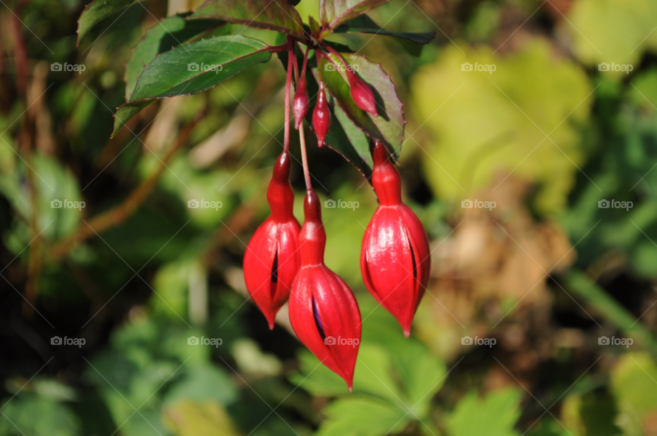 green spring flower red by ninjafarmer