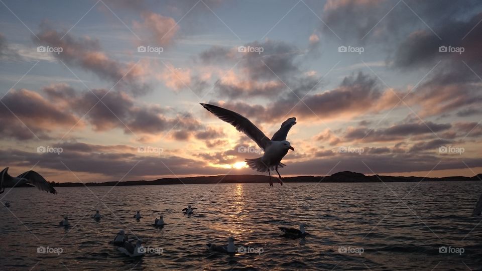 Seagull flying over sea at sunset