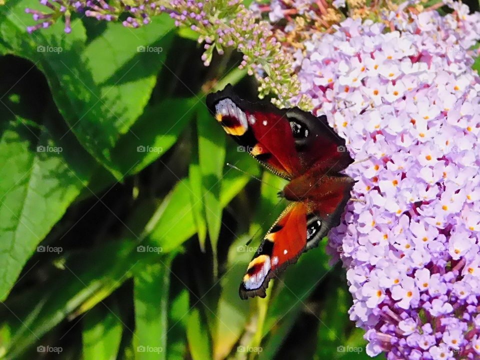 Gorgeous butterfly enjoying Buddleia nectar on a summer morning