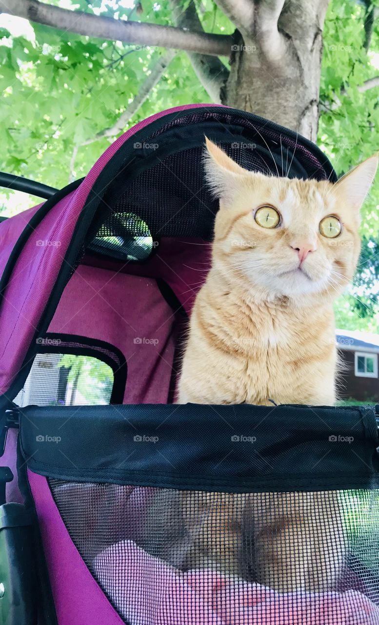 Darling orange tabby cat loving sitting in his purple stroller outside underneath the tree! 