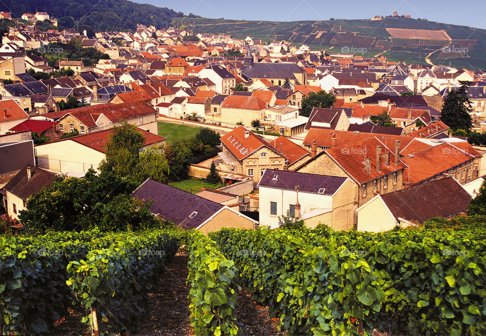 Champagne. Vineyards