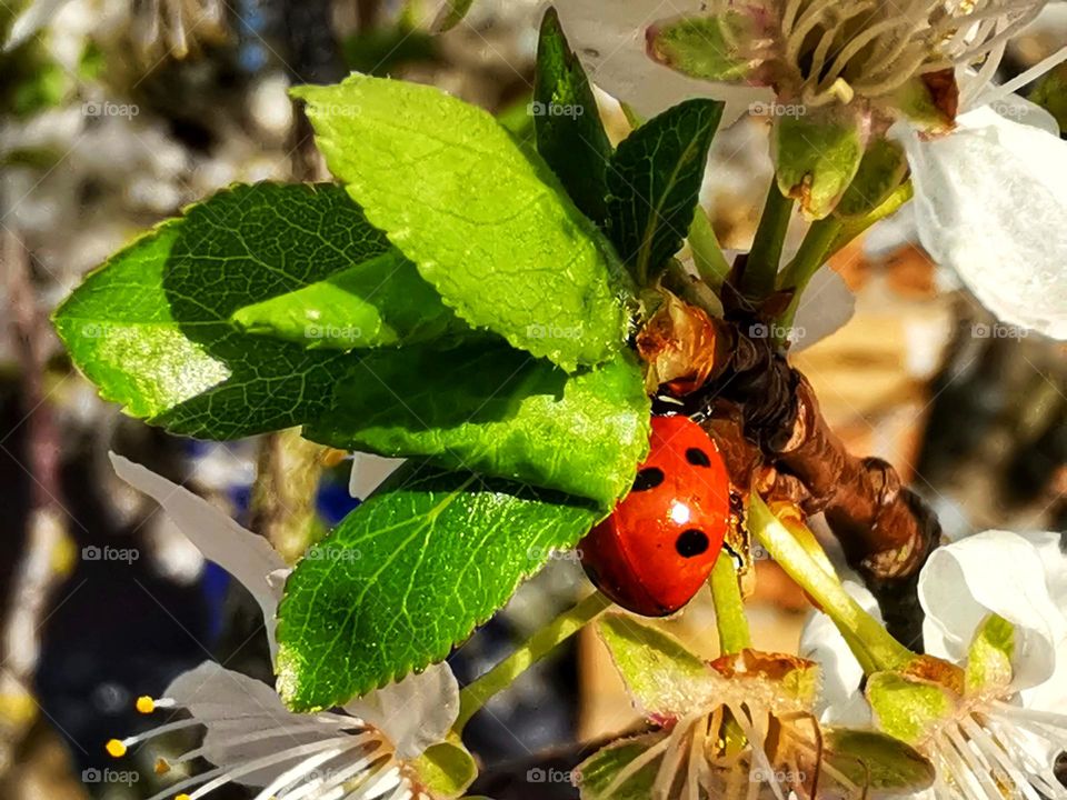 Ladybird on a blossom tree