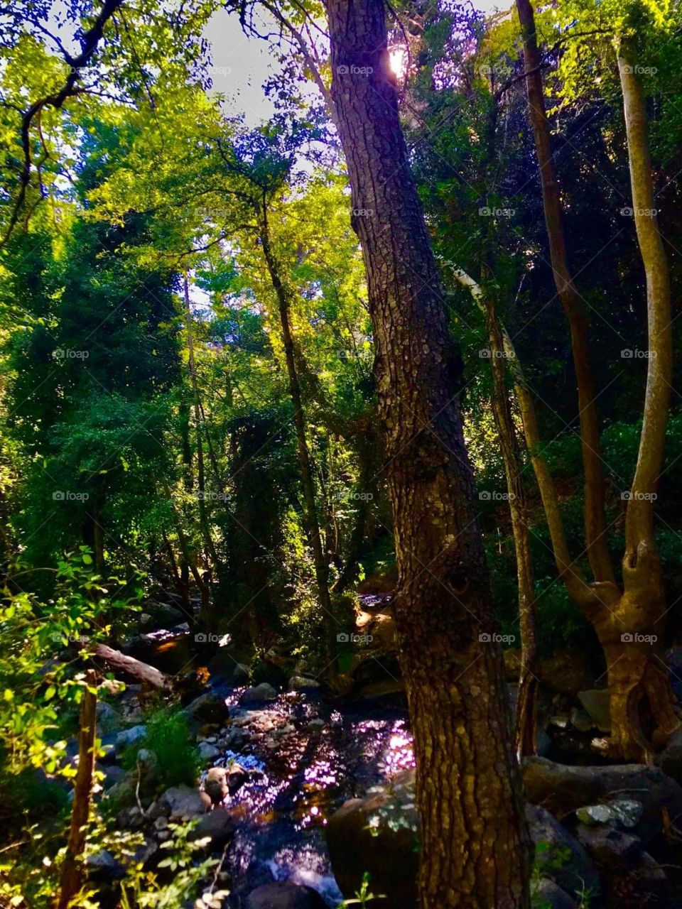 Forest Waterfall Kalidonia Kakopetria 2020