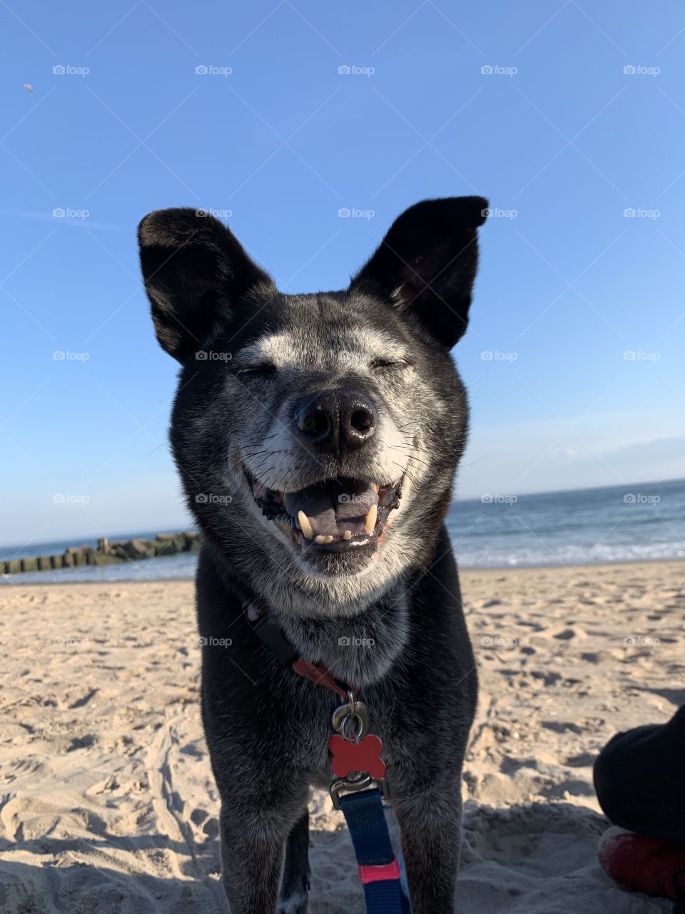 Spring Walk with Your Dog