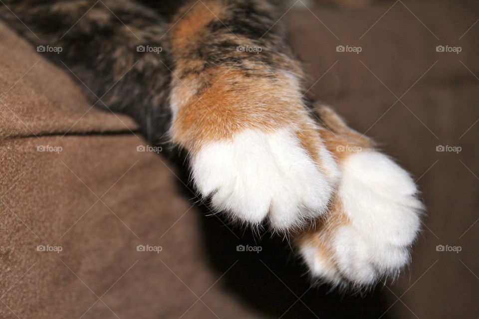 cat love feet paws by sarali11