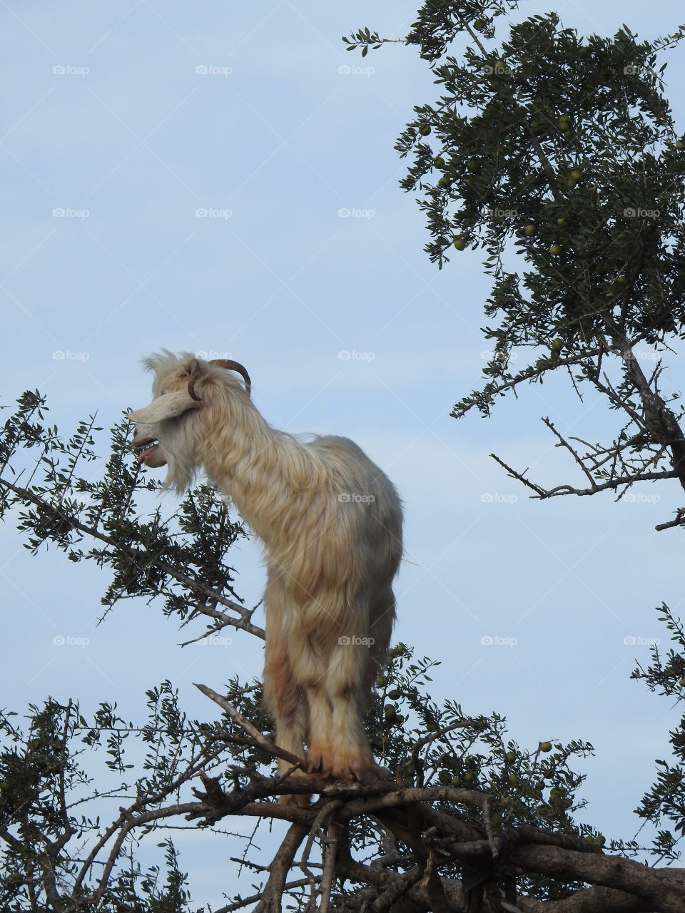 Goat in a tree