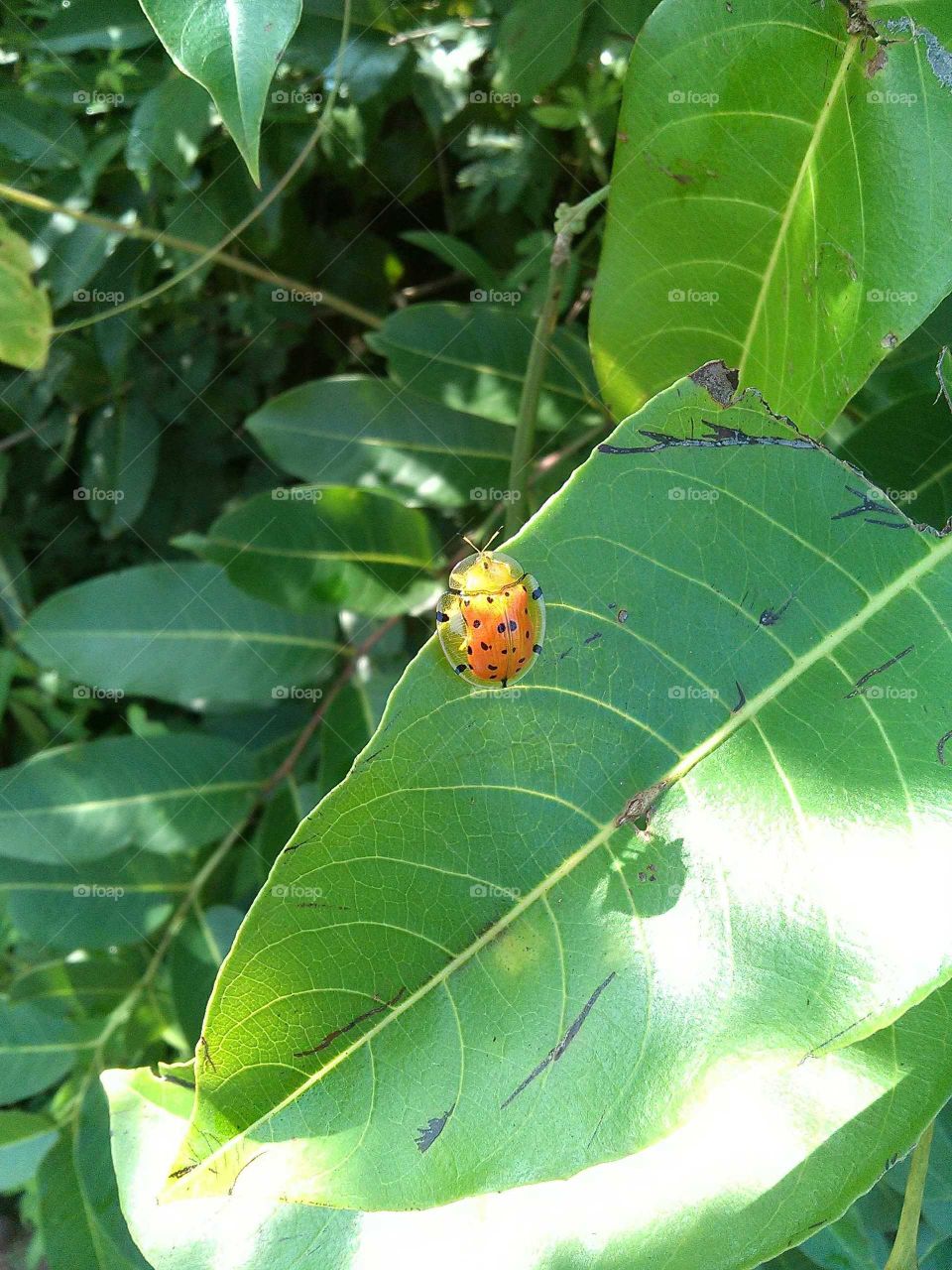 hey there,I found a bug...