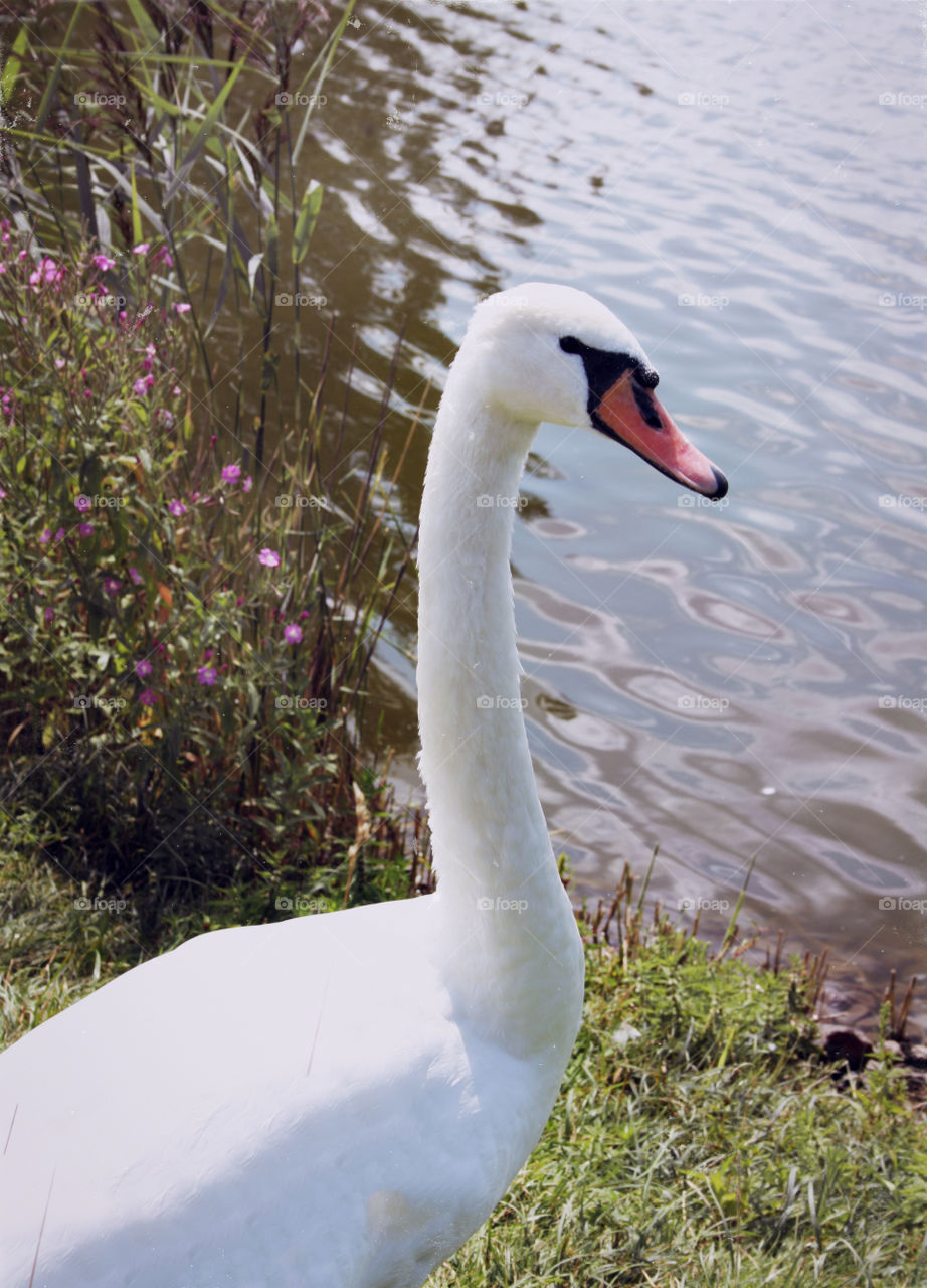 lonely swan on the shore