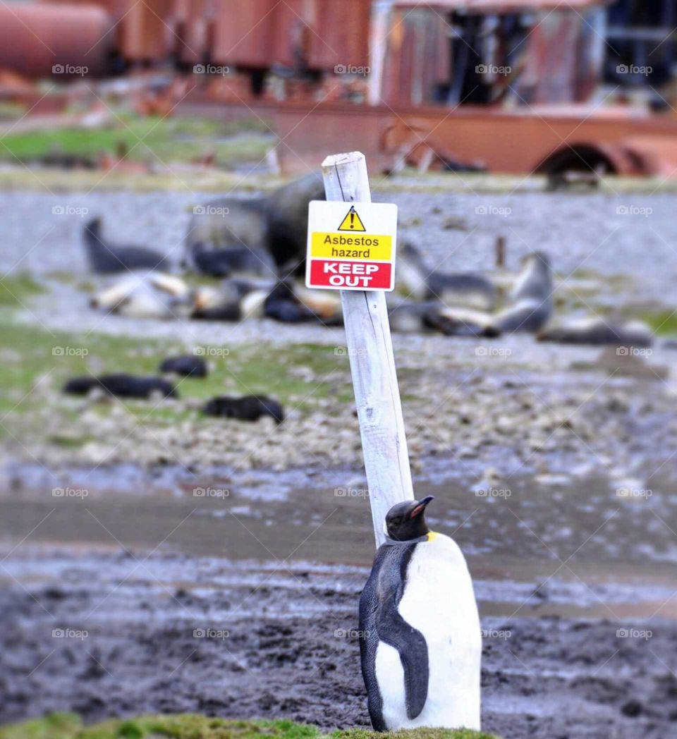 Penguin Standing Guard