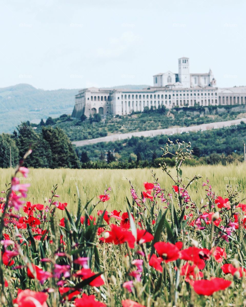 Assisi in spring 🌺