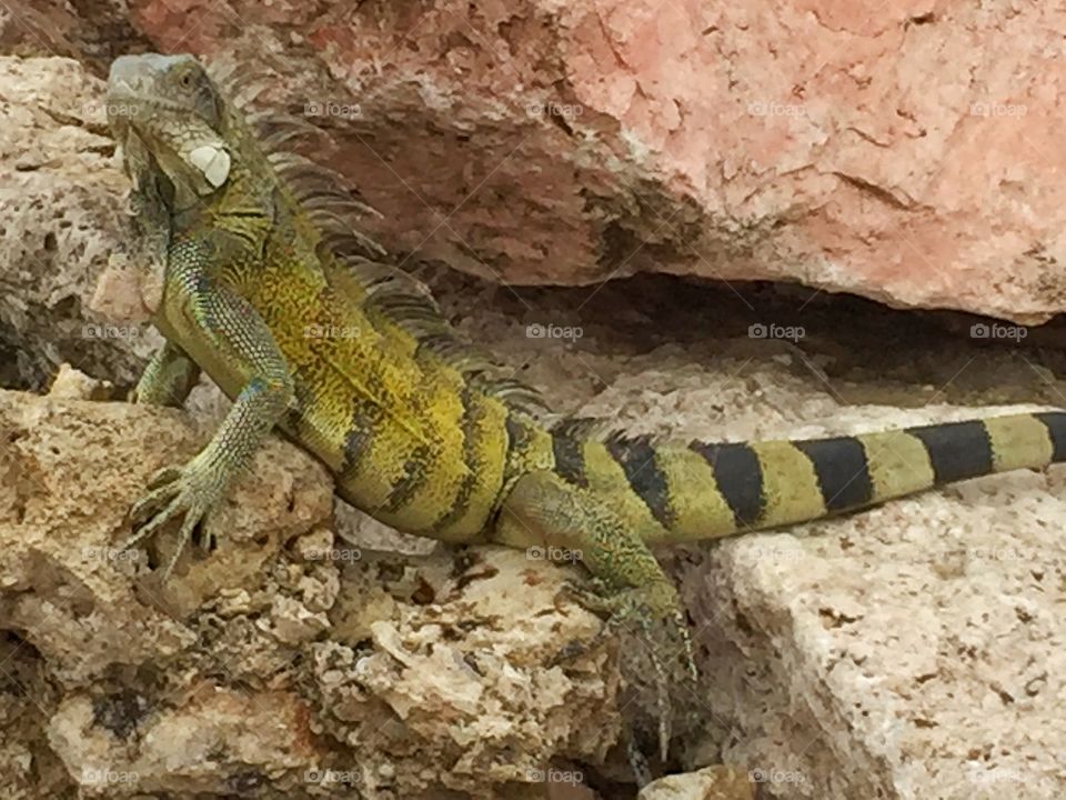 Wild iguana watches people as they pass by.