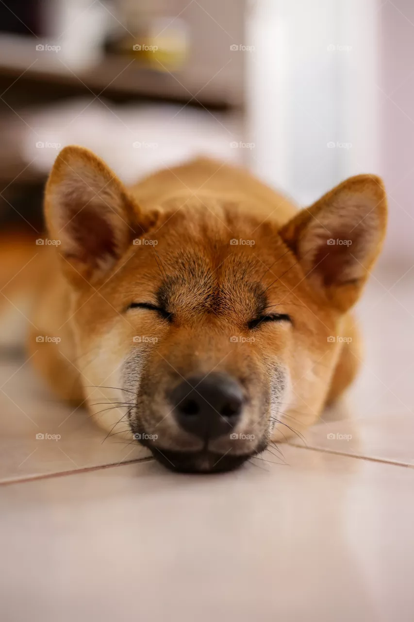 Dog shibainu 