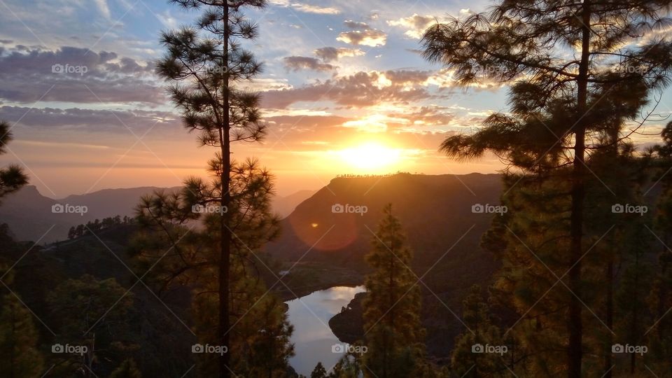 Tree, No Person, Dawn, Sunset, Landscape