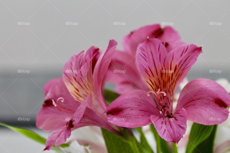 Pink flowers bloom indoors
