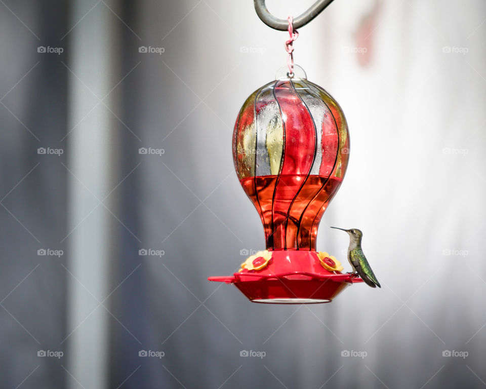 Colorful Green Hummingbird on Feeder