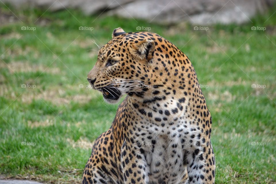 Leopard, Bioparc (Valencia - Spain)
