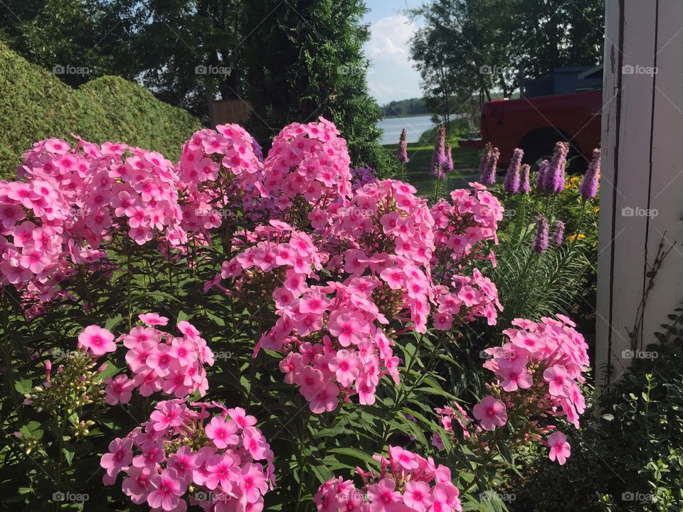 Pink phlox in bloom 