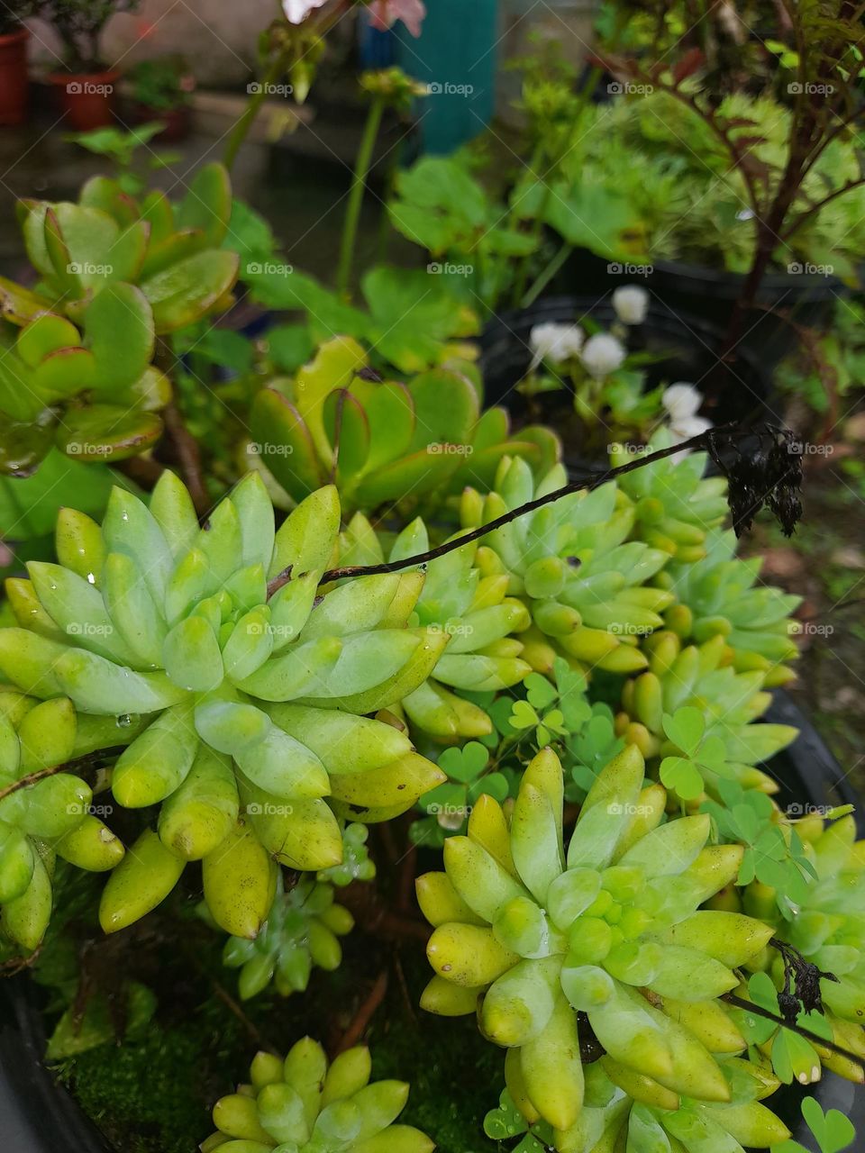 succulent plants, also known as succulents, are plants with parts that are thickened, fleshy, and engorged, usually to retain water in arid climates or soil conditions