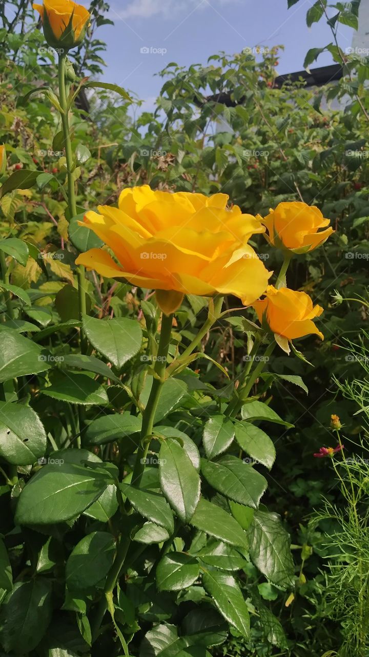 yellow roses