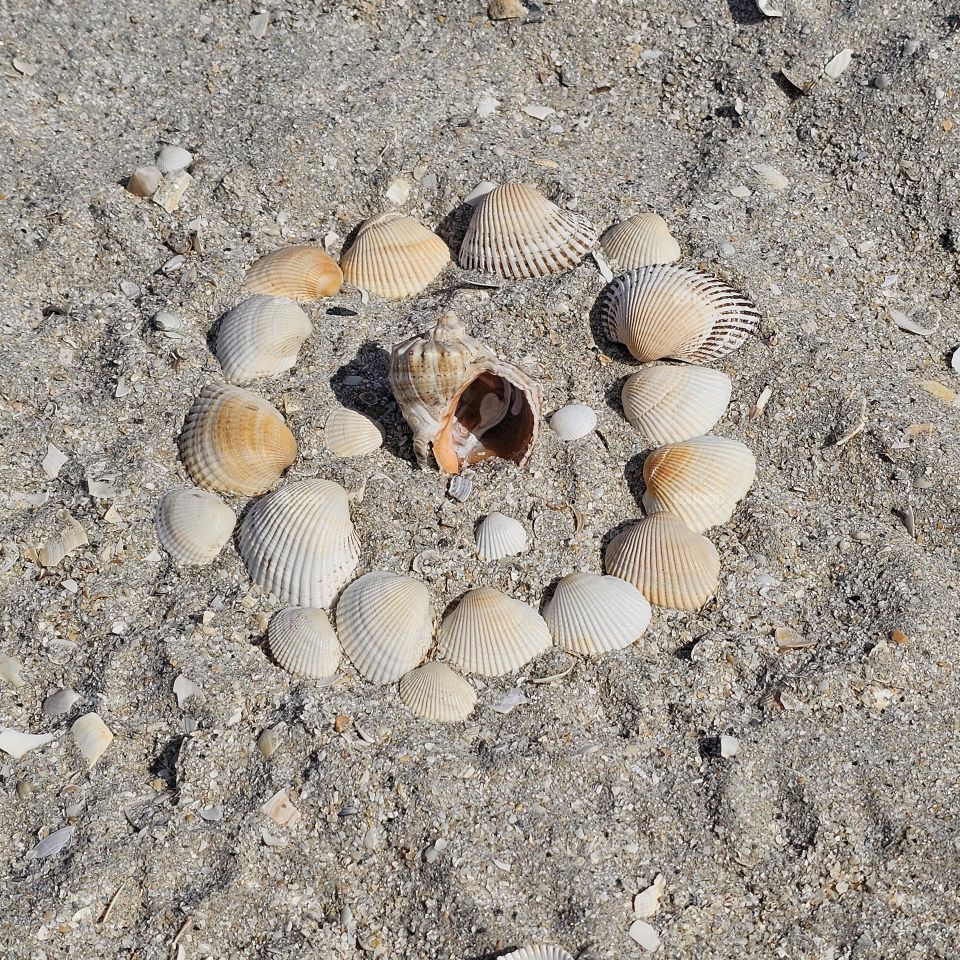 Sea shells Mosaic