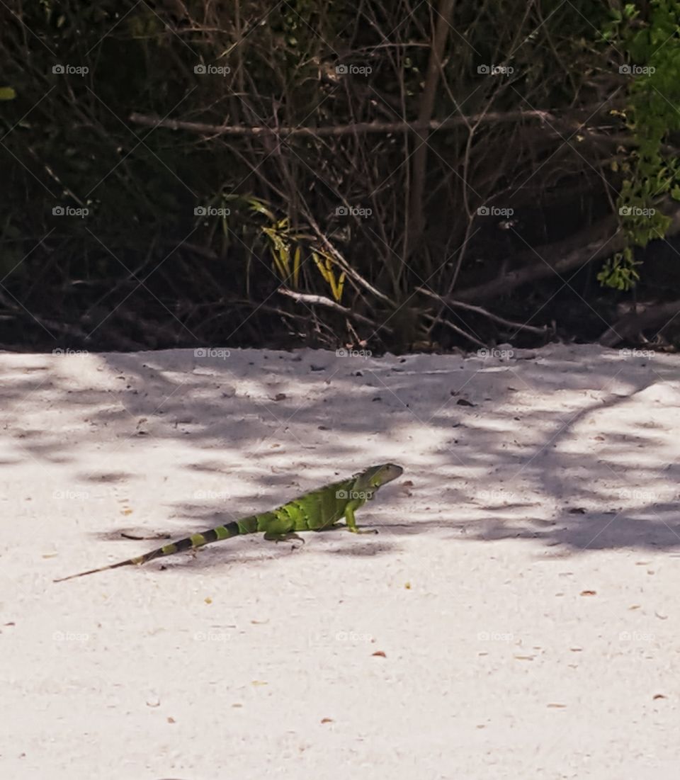 iguana? in the keys.