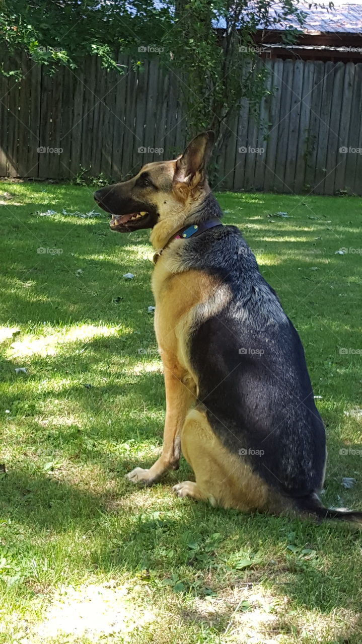 German Shepherd