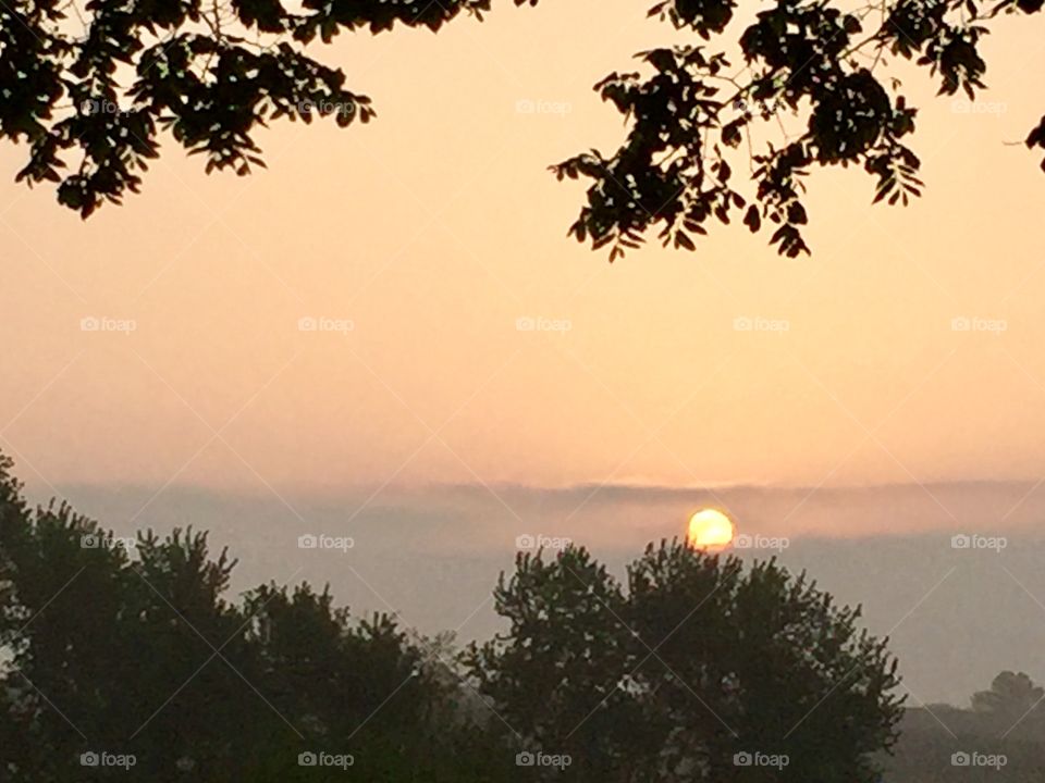 The sun obscured by fog and framed by the silhouette of trees against a soft orange sky
