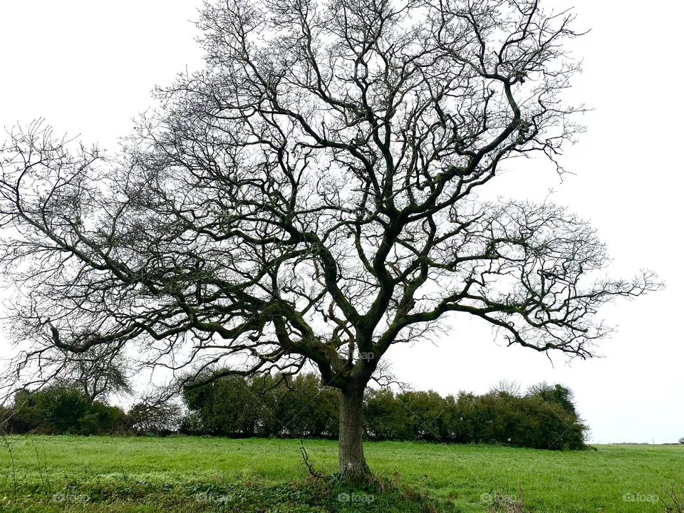 The Tree