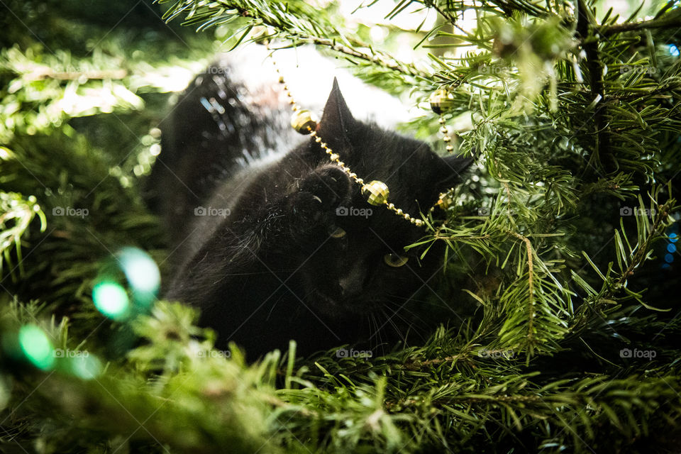 Cute black kitten in a Christmas tree. An animal portrait. Cat is black.