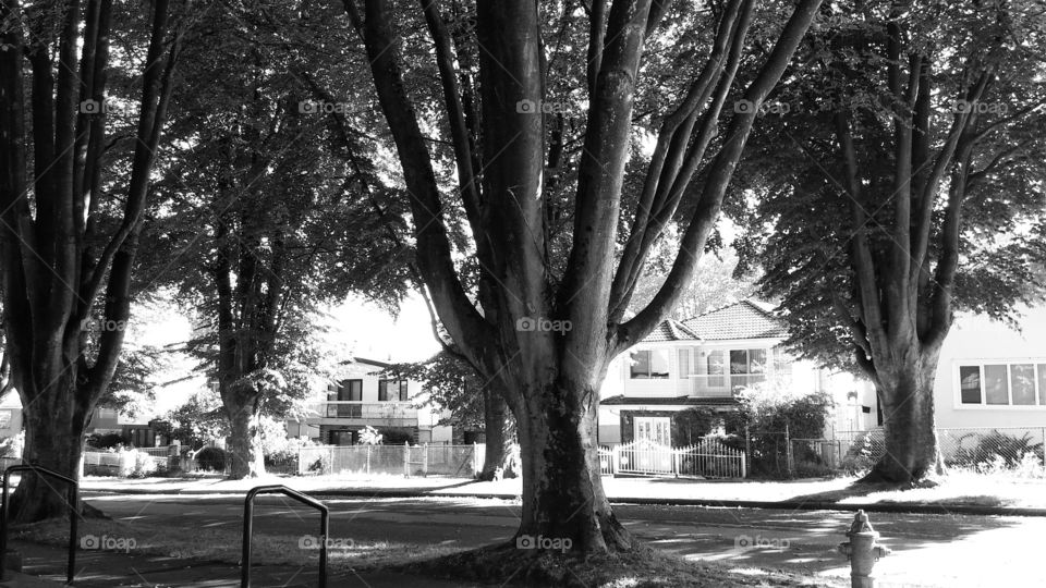 street big trees