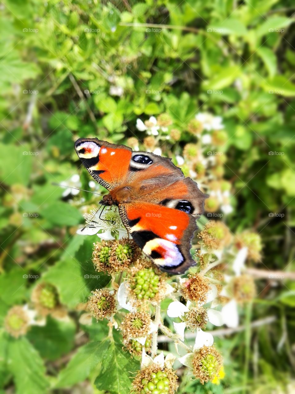Butterfly on immature blackberry shrub
