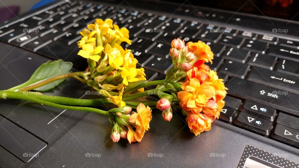 Teclado, notebook, web, romance...